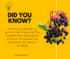 Elderberry-flu-facts